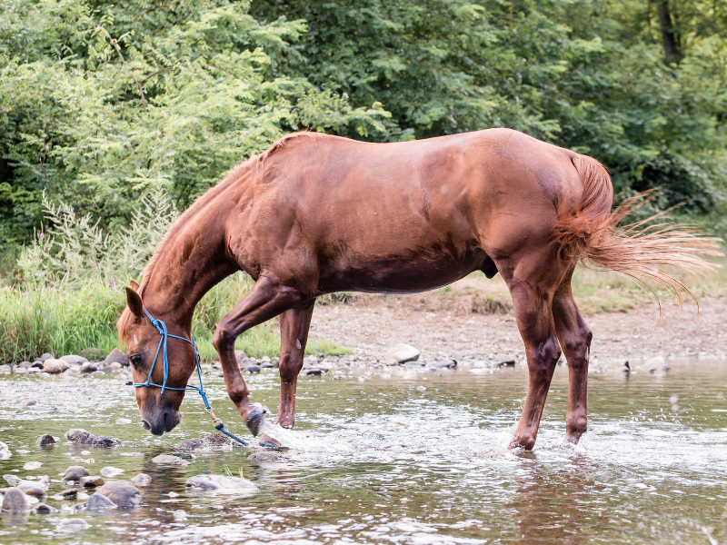 Does your property have a natural water supply?