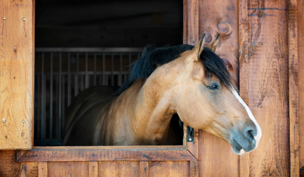 How to Sell Your Equestrian Property