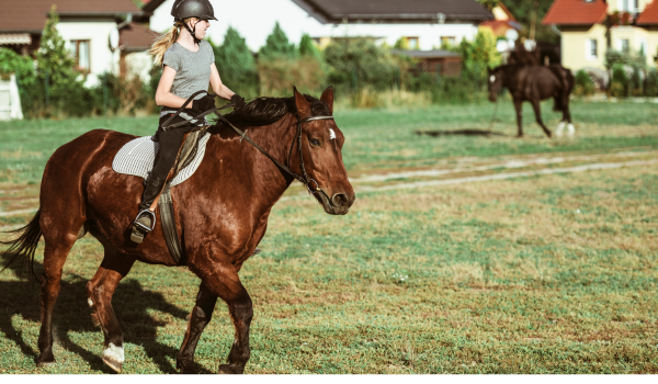 EQUESTRIAN BUSINESS IDEAS