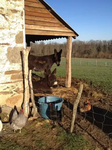 Bussière-Poitevine, VAL-D\'OIRE-ET-GARTEMPE, 87320, France, farm, smallholding, equestrian property, holiday rentals, gites