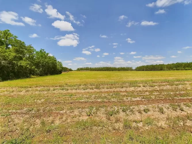 Smallholding, Equestrian property,  2 hectares, land, plantation, pasture, Monflanquin,  France, 