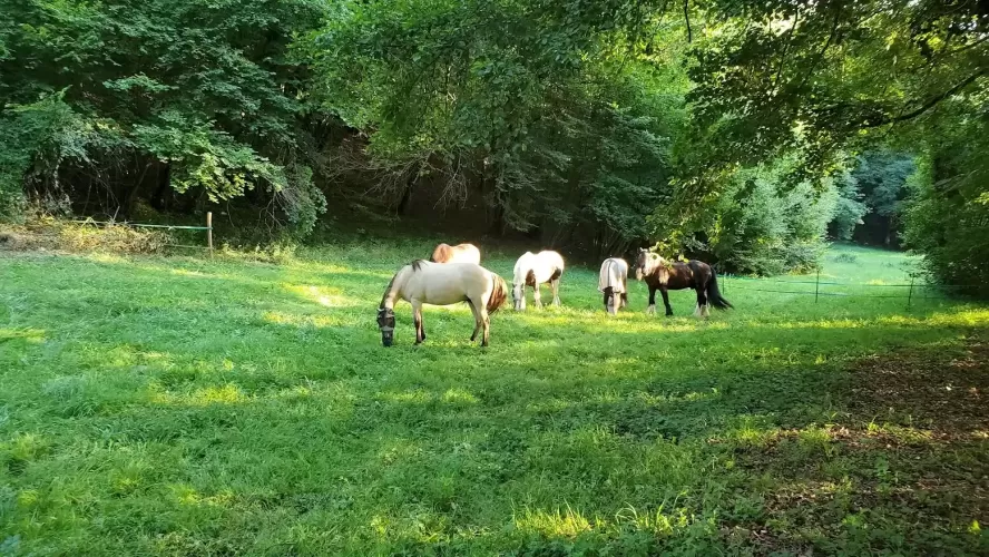 4-bed, Equestrian Property, holiday lets, multi-generational living, pool, stables, 6 hectares, off-road riding, monpazier, belves, perigord, dordogne