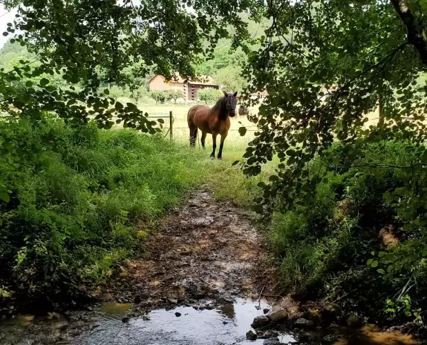 4-bed, Equestrian Property, holiday lets, multi-generational living, pool, stables, 6 hectares, off-road riding, monpazier, belves, perigord, dordogne