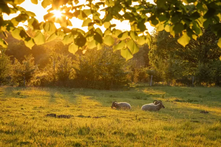 Historic 5-bed farmhouse, annexe, 14 acres, High Hurstwood, airbnb, glamping, multi-generational living