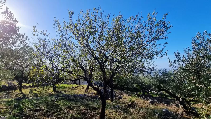 Rural Property,  150 Olive Grove, Areopolis, Greece 