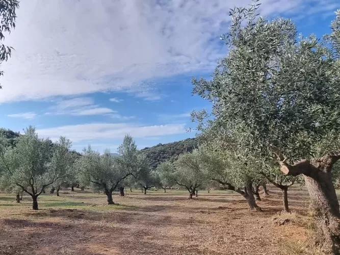 Renovation project, cottags,  outbuildings,  olive trees, Gytheio, Greece , 1.60 Hectares, off-grid, nomad