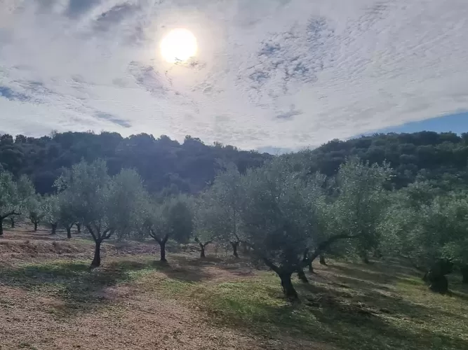 Renovation project, cottags,  outbuildings,  olive trees, Gytheio, Greece , 1.60 Hectares, off-grid, nomad