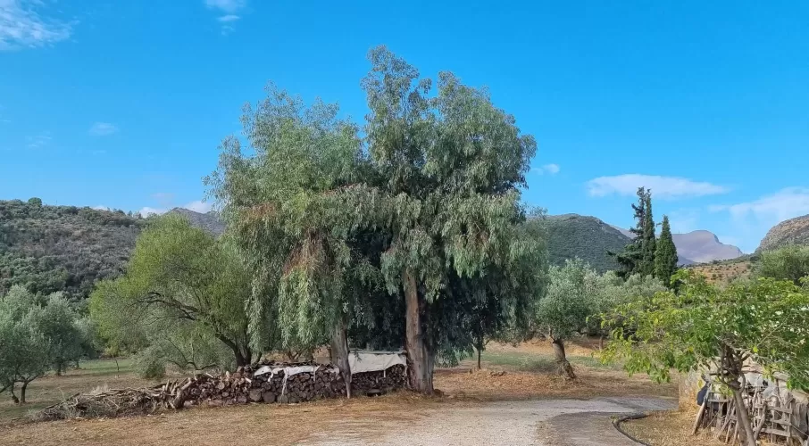 Renovation project, cottags,  outbuildings,  olive trees, Gytheio, Greece , 1.60 Hectares, off-grid, nomad