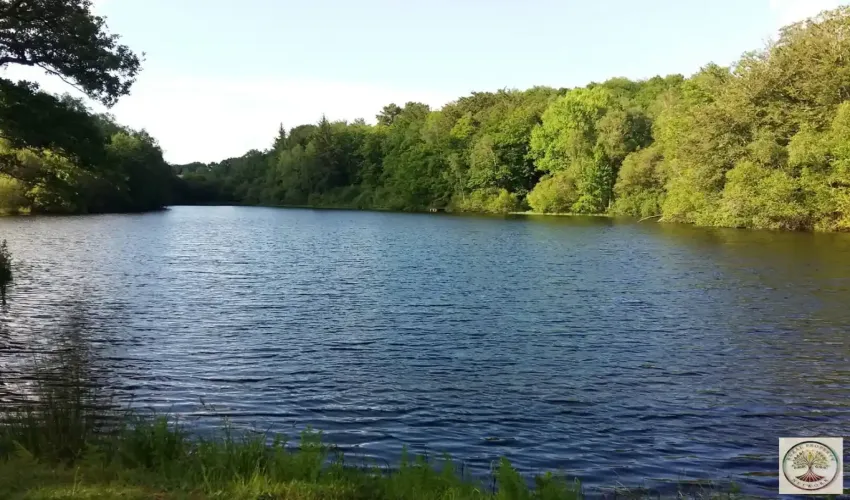 fishing lake for sale France, catfish lake France, carp fishing property, fishing business opportunity, lake with chalet, property with lake Haute-Vienne, rural property Limoges, French property with land, fishing lake near Limoges, secluded property France, commercial fishing lake France, lake and woodland for sale